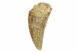 Serrated, Raptor Tooth - Real Dinosaur Tooth #245806-1